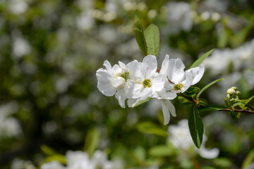 Naklejka na ściany i meble white cherry tree flowers