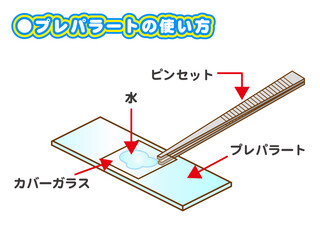 プレパラートとピンセットのイラスト素材5