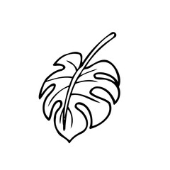 Monstera leaf isolate - vector doodle drawing. Black contour hand drawn illustration of tropical plant