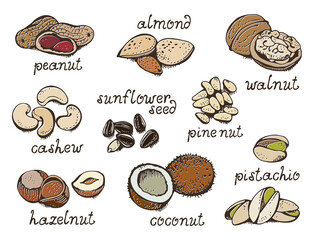 Nuts set vector set, various nuts hand drawn illustration