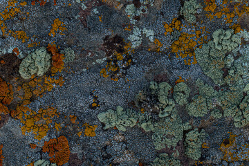 texture of the seabed. reefs and corals