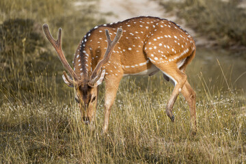 Crowned prince. (Sri Lankan Axis Deer)