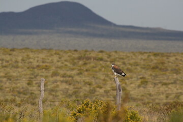 Buse tricolore (Geranoaetus polyosoma) en Argentine (Uspallata Malargue) - 2008 11 01 230744...
