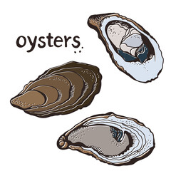 Vector set of painted oysters isolated on a white background