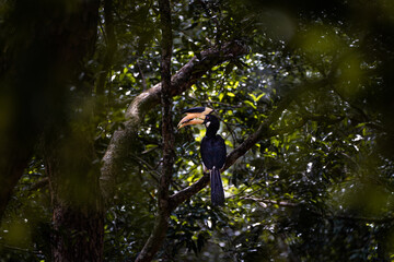 Malabar pied hornbill