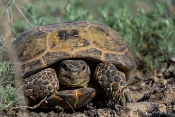 land turtle in the steppe. turtle crawling