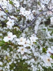 blossom tree mirabelle 