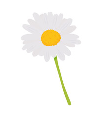 chamomile flower icon