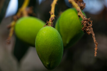 Close-Up Of Mango Fruits Growing On Tree Branch, 24 march 2021, West Bengal, India	