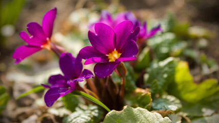 Spring flowers - lilac primroses in sunlight.