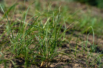green grass on dry ground background