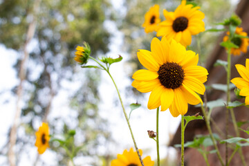 Close up of bright yellow sunflower in the field, 24 march 2021, West Bengal, India	