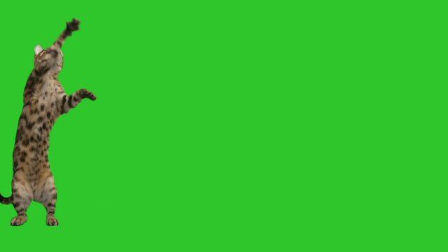 cat waves paws on a green screen