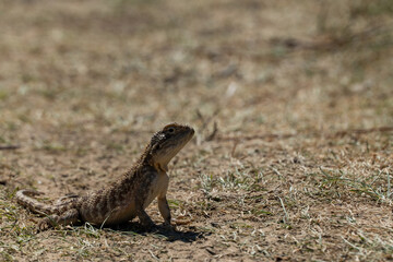 lizard in the steppe. little green lizard