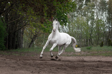 Grey latvian breed horse cantering in the sand field near woods.