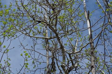 Branches with Green Leaves against Sky