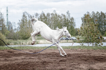 Grey latvian breed horse jumping into the air and bolting on the lunge line. - obrazy, fototapety, plakaty