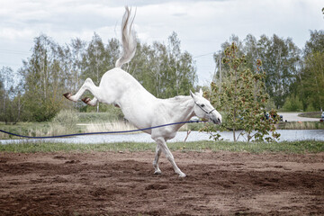 Grey latvian breed horse jumping into the air and bolting on the lunge line.