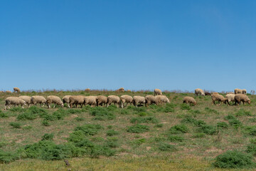 Fototapeta na wymiar sheep graze in the meadow. sheep graze at the foot of the mountains. pets walk in the steppe