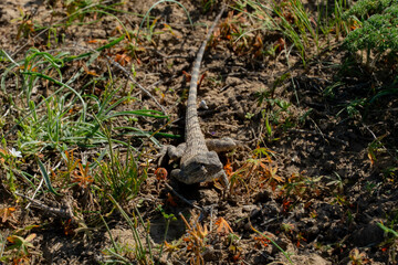 lizard in the steppe. little green lizard
