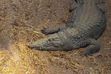 alligator in the everglades