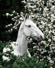Grey latvian breed horse portrait in blooming apple tree flowers.