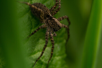 Jumping spider (Salticidae) on a leaf.