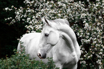 Obraz na płótnie Canvas Grey latvian breed horse portrait in blooming apple tree flowers.
