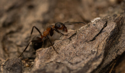 A red ant on a rock in Bulgaria