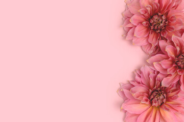 Dahlia flower texture on a pink pastel background with copyspace. Springtime frame. Tenderness romantic concept.