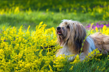 Tibet Terrier