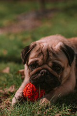 Dog walking in the park