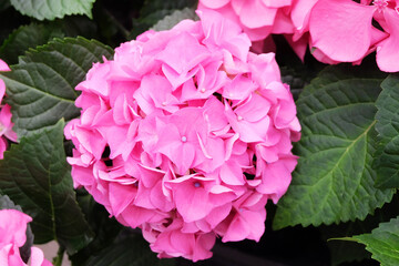 Bright pink hydrangea in the garden, horizontal orientation, selective focus.