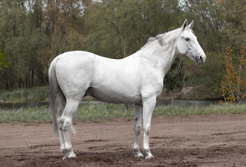 Light grey latvian breed horse standing sideways showing his posture and conformation.