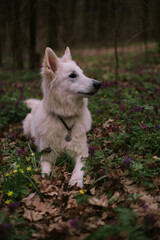 Obraz premium Dog walking in the park