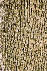 Wood texture cortex, bark tree background    