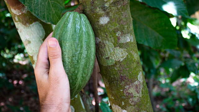 F&eacute;ve de cacao verte en cours de maturation &agrave; Kpalim&eacute;, Togo, afrique de l'ouest