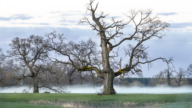 An old, powerful Rogalin oak on a misty morning 
