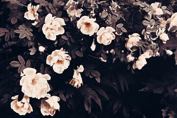 Bush of the white roses. Decorative image