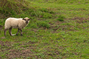 A young lamb grazing on a green meadow accompanied by other sheep.