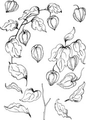 set of hand drawn elements of flowers physalis.vector illustration