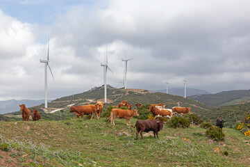 Herd of cows and bulls is freely grazed on the green hills of Tarifa on the wind turbines background, Cadiz, Spain. © Arkadii Shandarov