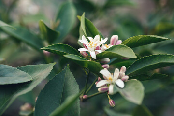 close-up of the buds of a blooming lemon tree.
