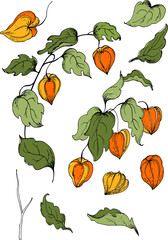 set of hand drawn elements of flowers physalis. color fulvector illustration