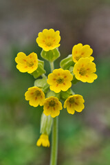 Obraz premium Gelbe Schlüsselblume Frühling