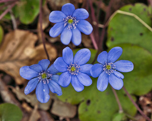 Blau Lila Blüte auf Frühlingswiese