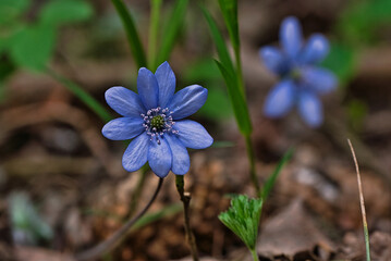 Blau Lila Bl&uuml;te auf Fr&uuml;hlingswiese