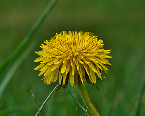 Löwenzahn Frühling Wiese
