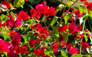 Close-up beautiful red pink Bougainvillea flowers in City park Krasnodar. Galitsky Park in sunny spring 2021. Bougainvillea flowers as wallpaper texture pattern background. Selective close-up focus