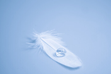 Bird feather with water drop